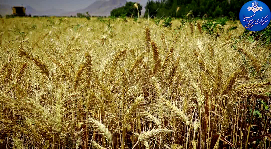 برداشت خوشه‌های طلایی در قطب تولید گندم