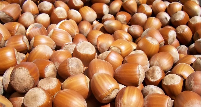 پیشبینی میشود ۶۵۰ تن فندق از باغات طارم برداشت شود پیشبینی میشود ۶۵۰ تن فندق از باغات طارم برداشت شود