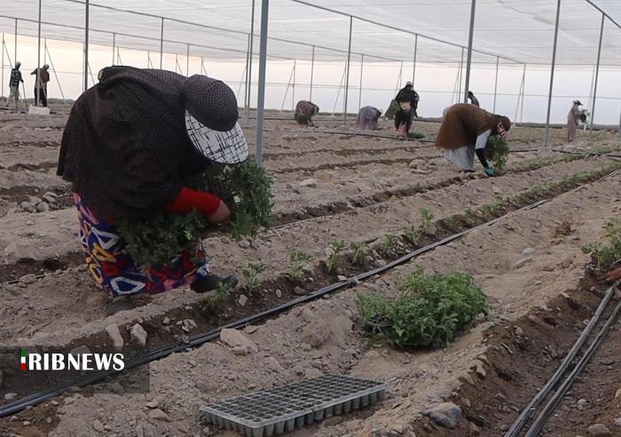 آغاز کشت محصولات گلخانهای در بخش جغین رودان آغاز کشت محصولات گلخانهای در بخش جغین رودان