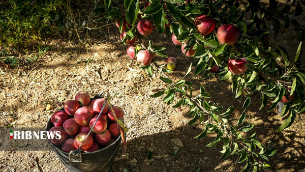 برداشت ۷۵ هزار تن سیب از باغات لرستان