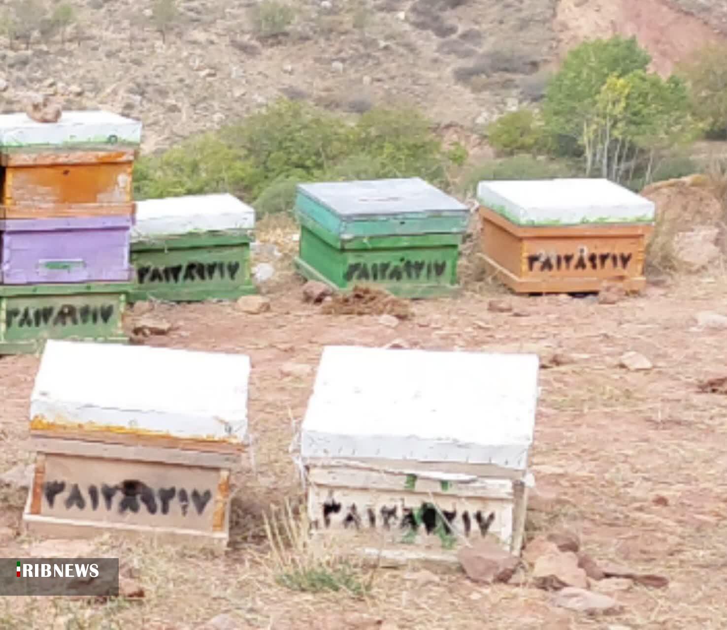 برداشت ۱۴۵ تن زنبورعسل در شیروان برداشت ۱۴۵ تن زنبورعسل در شیروان