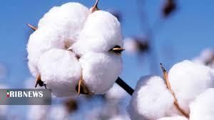 آغاز برداشت پنبه از پنبه زار‌های خراسان شمالی