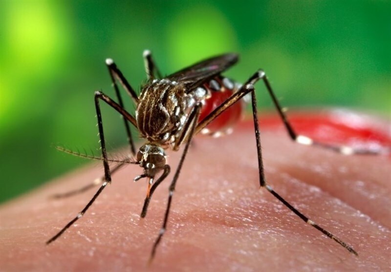 موارد ابتلای تب دنگی در هرمزگان به ۷۰ نفر رسید موارد ابتلای تب دنگی در هرمزگان به ۷۰ نفر رسید