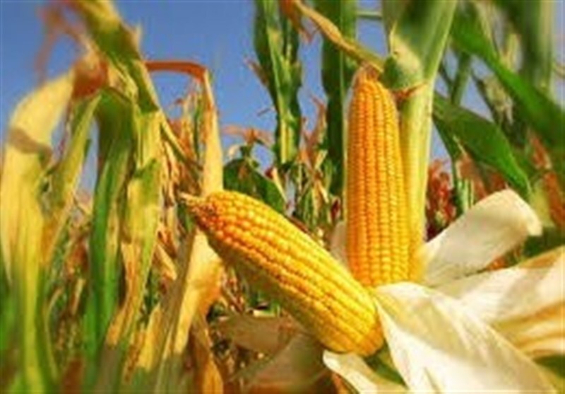 افزایش تولید ذرت سیلویی در کرمانشاه افزایش تولید ذرت سیلویی در کرمانشاه