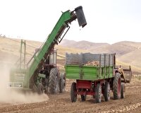 پیش بینی تولید ۹۰ هزار تن چغندرقند از مزارع شهرستان مهاباد