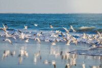 پیش بینی وضعیت جوی، دریایی ودمایی هرمزگان ۴ آبان