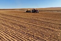 آغاز کشت گندم در بوکان، ۷۶ هزار هکتار از مزارع زیر کشت رفت