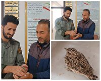 تحویل پرنده طرقه آسیب‌دیده به اداره حفاظت محیط‌زیست چالدران