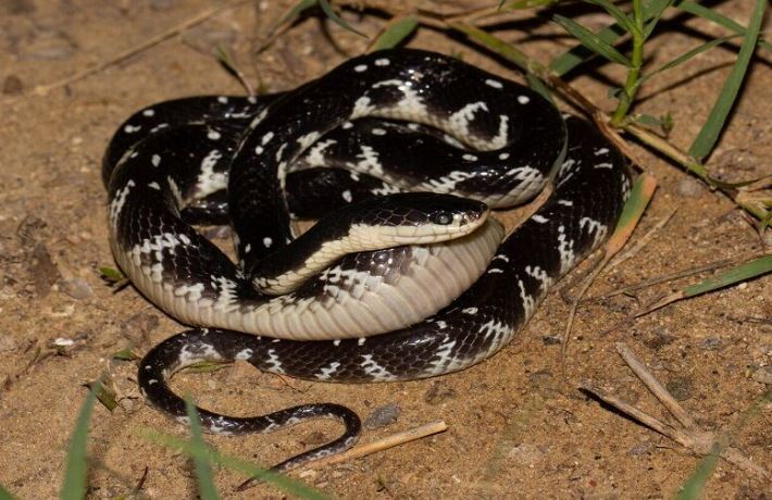 نجات ۸ نفر از گزش سیاهمار در جنوب سیستان و بلوچستان نجات ۸ نفر از گزش سیاهمار در جنوب سیستان و بلوچستان