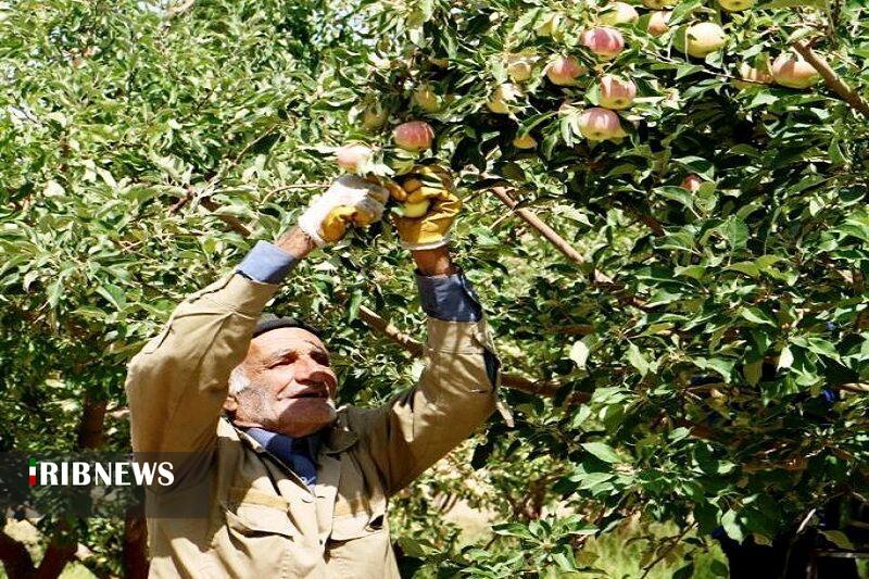برداشت حدود ۵۷ هزار تن سیب در خراسان شمالی برداشت حدود ۵۷ هزار تن سیب در خراسان شمالی