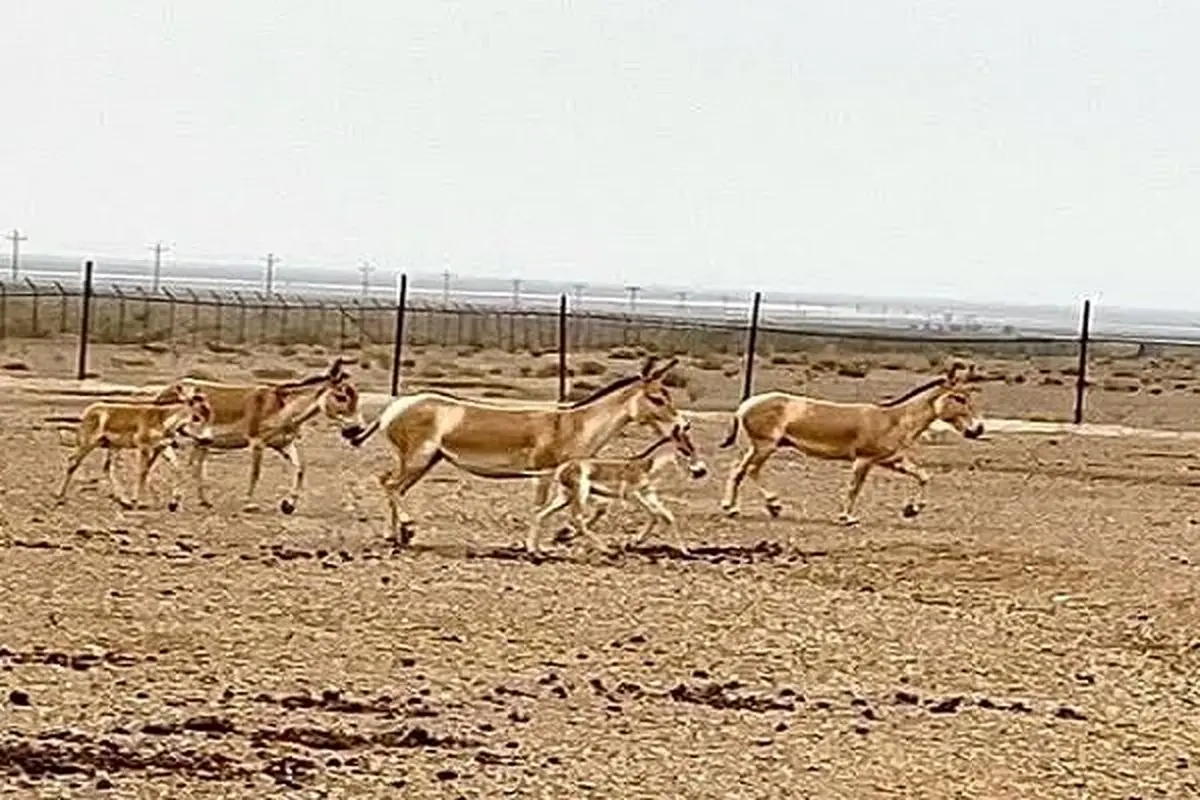 بازگشت گورخر‌های ایرانی از ابرکوه به زیستگاه‌های طبیعی خود