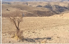 احداث باغ‌های مدرن در جغدان