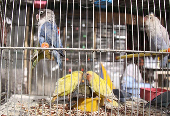 ابلاغ شیوه نامه نگهداری از حیوانات خانگی؛ به زودی