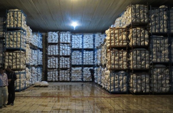 افزایش ظرفیت ذخیرهسازی سیب زمینی تا ۶۰۰ هزار تن در استان همدان افزایش ظرفیت ذخیرهسازی سیب زمینی تا ۶۰۰ هزار تن در استان همدان