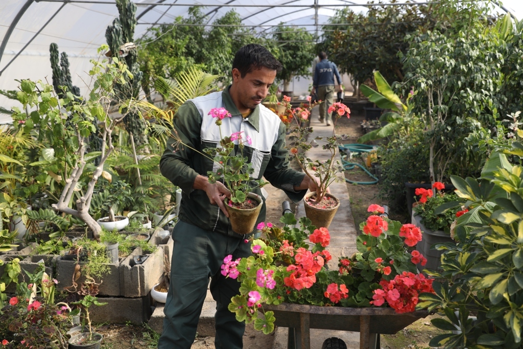 گلخانه شهرداری یزد به خودکفایی رسید گلخانه شهرداری یزد به خودکفایی رسید