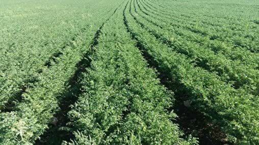 کاهش ۵۵۰۰ هکتاری کشت پرمصرف و توسعه کشاورزی نوین در اراضی زنجان