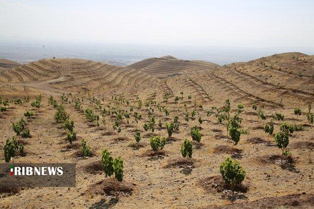 جنگل‌های زاگرس با یک میلیارد درخت جدید احیا می‌شوند