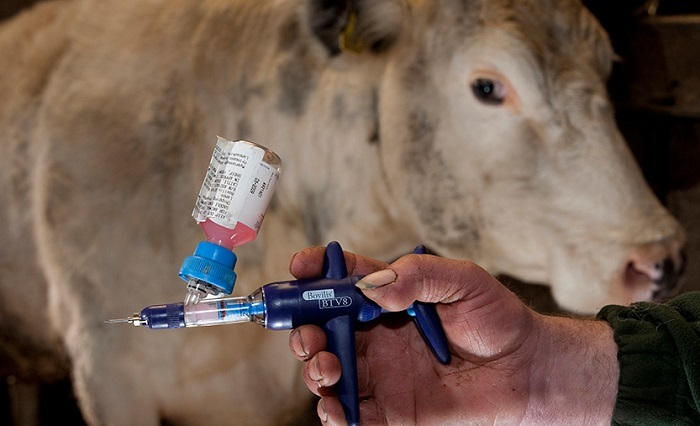 اجرای واکسیناسیون ۳ هزار رأس دام سنگین در امیدیه