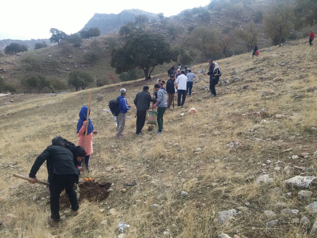 آغاز کاشت بذر بلوط در پارک جنگلی شهدای تکاب