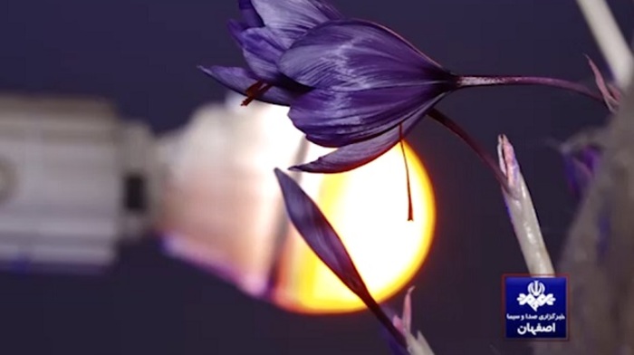 کاشت زعفران در گلخانه با روش های نوین