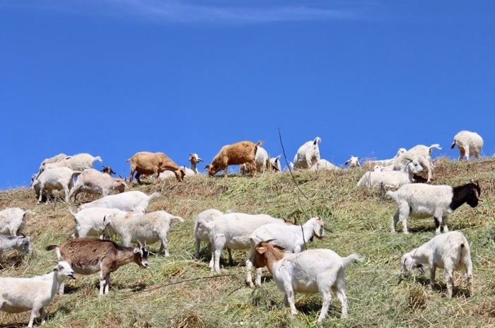 احیاء دامداری سنتی و چوپانی در نقاط مختلف دنیای صنعتی، از ارتفاعات آلپ تا دشت‌های خشک اسپانیا در اروپا، یا مناطق پربارش جنوب شرق تا دشت‌های کم بارش چین در آسیا و ایالت‌های متعدد امریکا و کانادا با شرایط اقلیمی کاملا متفاوت، فراتر از هدف اولیه، یعنی جلوگیری از انباشت علوفه خشک به عنوان سوخت اصلی آتش سوزی‌های گسترده در مراتع مفید واقع شده و اکنون مطرح شدن این فعالیت به عنوان جاذبه گردشگری، توجهات را به فواید غیرمستقیم و فرصت‌های جانبی اقتصادی - اجتماعی چرای دام‌های در مراتع جلب کرده است.